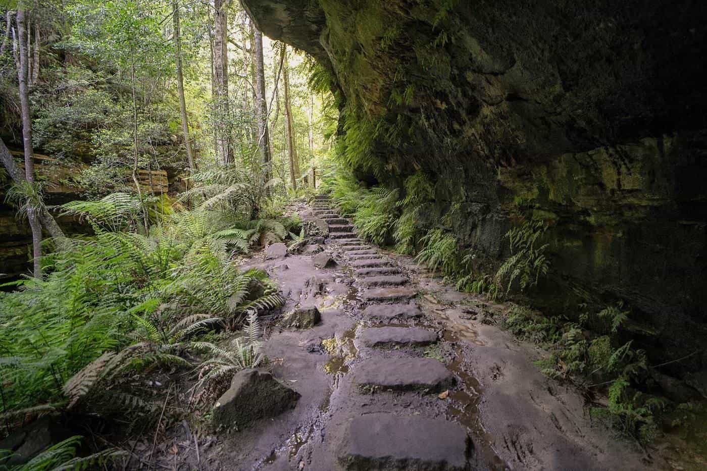A stone stair track winding through a fern-filled gully beside a cliff