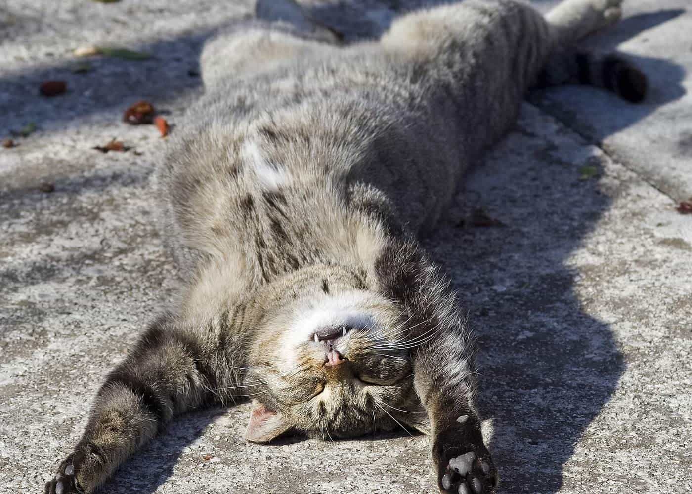 A grey tabby cat sleeping on its back on a warm stone surface