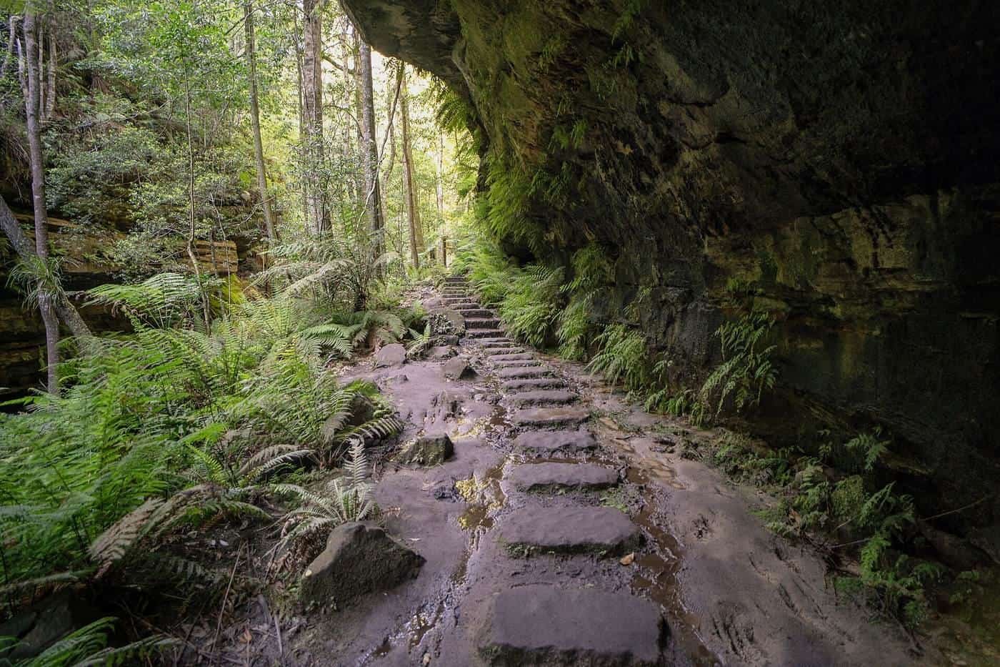 A stone stair track winding through a fern-filled gully beside a cliff