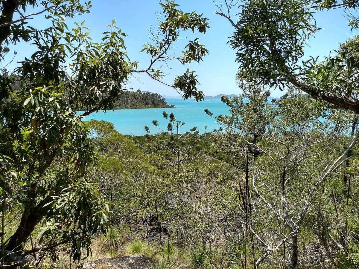 A walking track through coastal bushland with a view of turquoise water