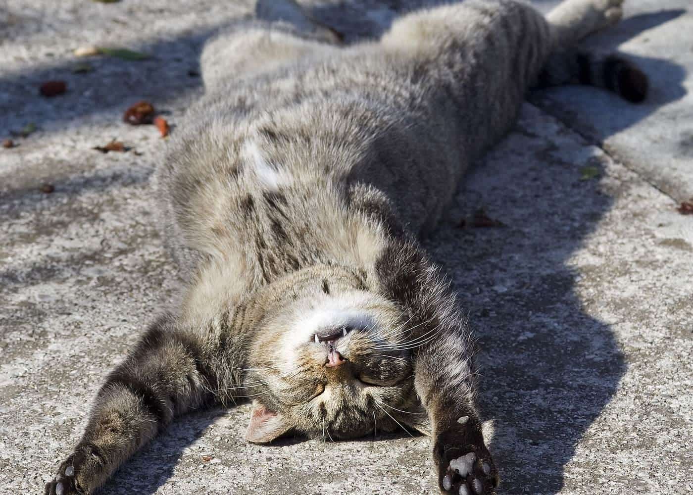 A grey tabby cat sleeping on its back on a warm stone surface
